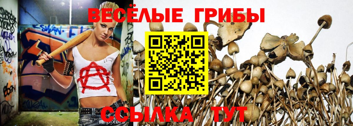 Гатчина  Псилоцибиновые грибы Psilocybe  магазин    Вход с VPN 